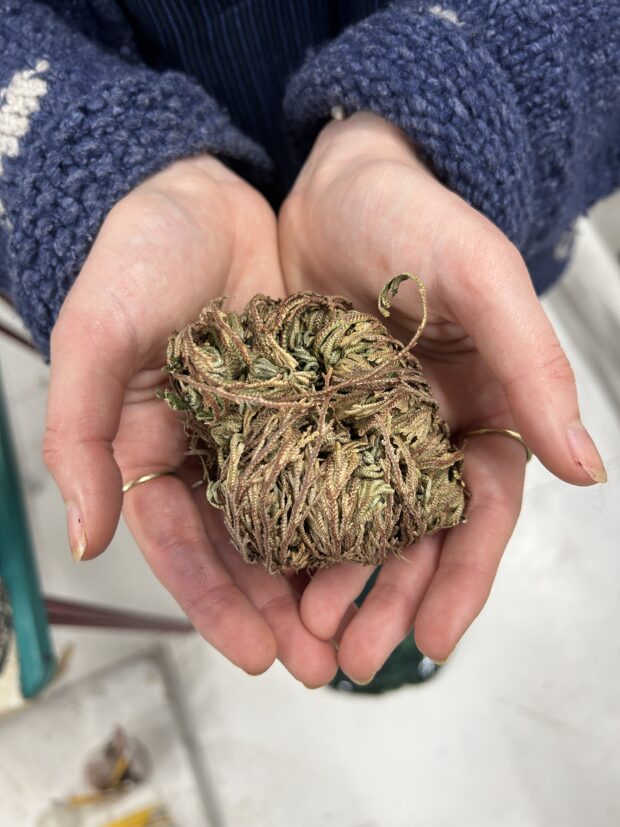 A person holding dry leaves in their hands.